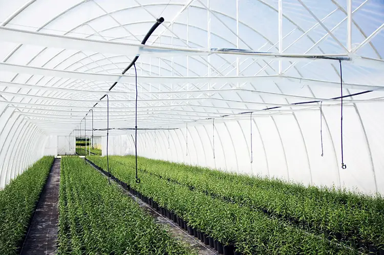 Kwekerij Krzewiński